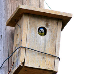 Wooden Birdhouse, blue seducer, Cyanistes caeruleus, 