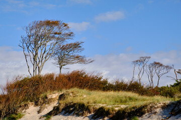 Lichtstimmung im Darßer Urwald und am Darßer Weststrand, Nationalpark Vorpommersche Boddenlandschaft, Mecklenburg Vorpommern, Deutschland