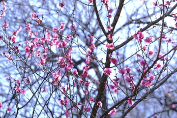 梅の花と青空