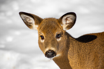 White-tailed deer in the Canadian forest in winter
