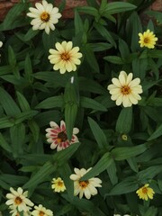 flowers in the garden