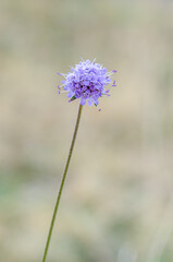 Knautia arvensis