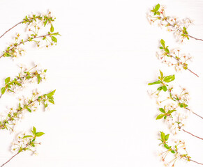 Spring branches of cherry blossoms with white flowers on a white background.