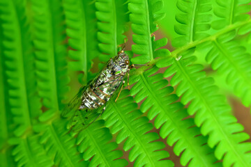 ハルゼミ　cicada 幼虫　セミ　蝉　せみ