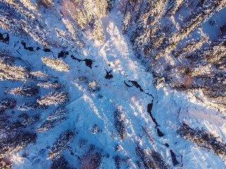 Aerial top view landscape of snow covered pine forest with river in mountains during winter