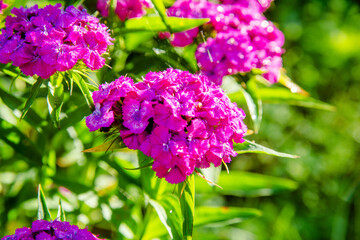 Phlox paniculata is growing in the country garden
