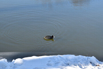 A lonely coot swimming in a lake near to Oss, Netherlands with a snow covered bank close by.