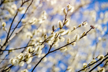 Blossoming willow in the early spring on a background of blue sky
