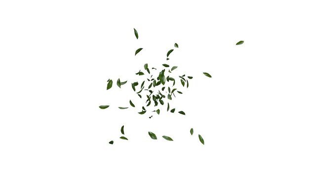 3D animation of green tea leaves flow with alpha layer
