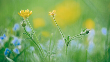 Fototapeta premium Frühling 