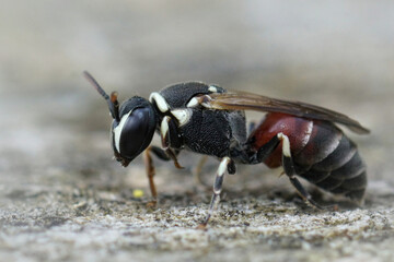 Closeup of a colorful masked bee , Hylaeus meridionalis from Gard, France