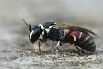 Foto auf Acrylglas Nahaufnahme einer bunten maskierten Biene, Hylaeus meridionalis aus Gard, Frankreich © Henk