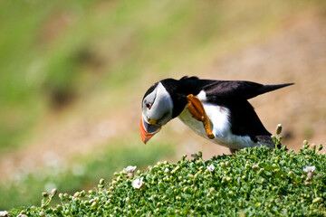 summer portrait of puffin bird in Skomer Island in Wales