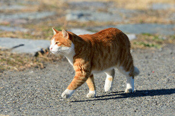 公園を散歩する茶トラ猫
