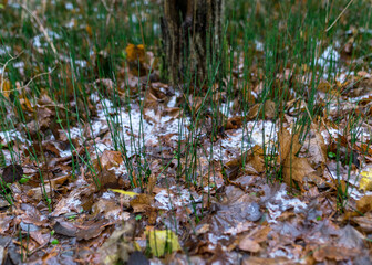 first snow on the ground, green grass, brown tree leaves, ground background