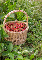 landscape with juicy strawberries in a wicker basket, green grass background, summer