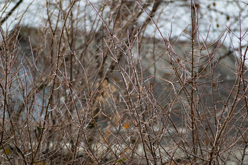 Dry ice and the bare branches of the shrubs. Cold season, winter period for trees. Interesting lighting of shiny ice, in cloudy weather