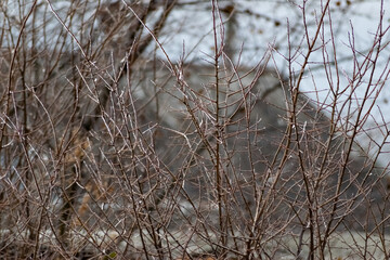 Dry ice and the bare branches of the shrubs. Cold season, winter period for trees. Interesting lighting of shiny ice, in cloudy weather
