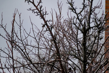Dry ice and the bare branches of the shrubs. Cold season, winter period for trees. Interesting lighting of shiny ice, in cloudy weather