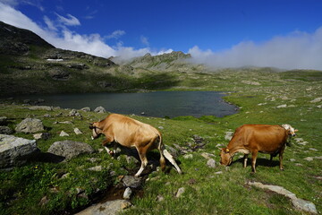 Fototapeta na wymiar from Turkey, ovit, ovit mountain, cow, plateau, lake, dagbasi lake, 