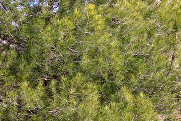background with the green branches of a pine