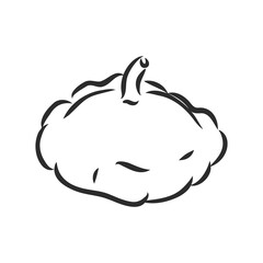 Beautiful vector hand drawn vegetables Illustration. Detailed retro style radish image. Vintage sketch element for labels, patisson, vector sketch on a white background