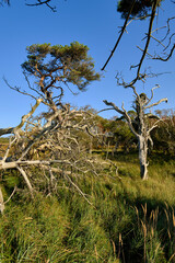 Lichtstimmung im Darßer Urwald und am Darßer Weststrand, Nationalpark Vorpommersche Boddenlandschaft, Mecklenburg Vorpommern, Deutschland