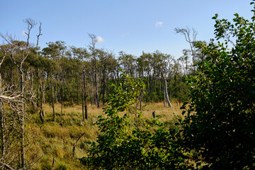 Lichtstimmung im Darßer Urwald und am Darßer Weststrand, Nationalpark Vorpommersche Boddenlandschaft, Mecklenburg Vorpommern, Deutschland