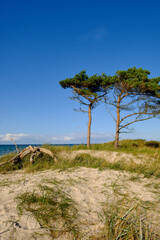 Obraz premium Lichtstimmung im Darßer Urwald und am Darßer Weststrand, Nationalpark Vorpommersche Boddenlandschaft, Mecklenburg Vorpommern, Deutschland