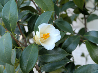 白ツバキ