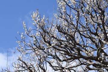 Fototapeta na wymiar In Japan, Japanese apricot blossoms are in full bloom in February.
