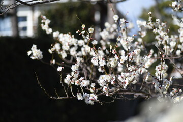 In Japan, Japanese apricot blossoms are in full bloom in February.