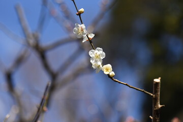 In Japan, Japanese apricot blossoms are in full bloom in February.