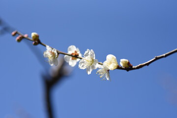 In Japan, Japanese apricot blossoms are in full bloom in February.