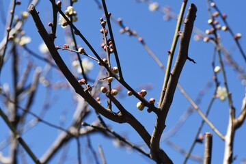 In Japan, Japanese apricot blossoms are in full bloom in February.