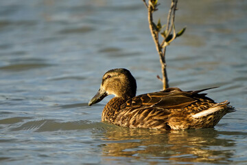 Female Mallard duck on the northeastern coast of Qatar