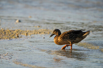 Female Mallard duck on the northeastern coast of Qatar