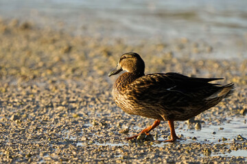 Female Mallard duck on the northeastern coast of Qatar