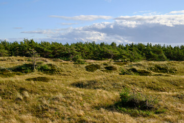 Obraz premium Landschaft mit Dünen und Strandseen am Darßer Ort, Nationalpark Vorpommersche Boddenlandschaft, Mecklenburg Vorpommern, Deutschland