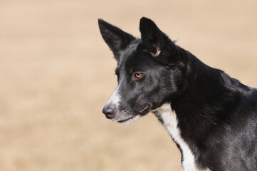 American Border Collie portrait