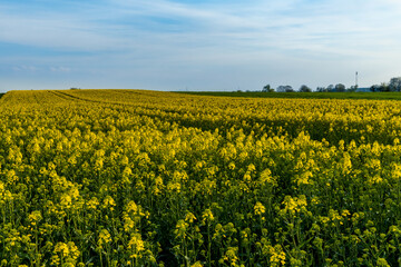 Obraz premium Huge field of Small yellow young colza flower with green stalks