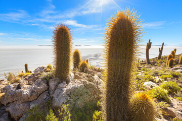 Fototapeta premium Cactus in Bolivia