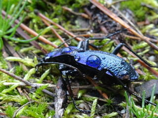 The blue ground beetle (Carabus intricatus) with drops of water.