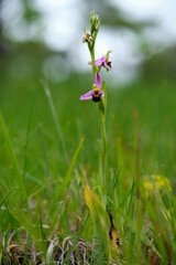 Bienen-Ragwurz, Ophrys apifera, Bienenragwurz