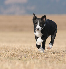 American Border Collie puppy 8 weeks