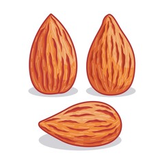 Realistic almond illustration with different shape