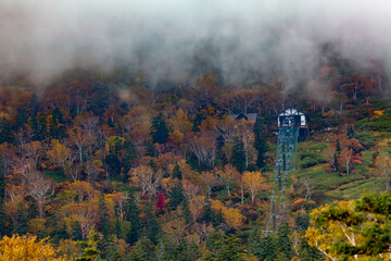 Fototapeta premium 紅葉