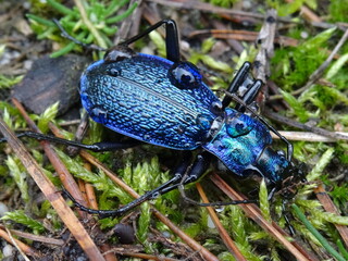 The blue ground beetle (Carabus intricatus) with drops of water.
