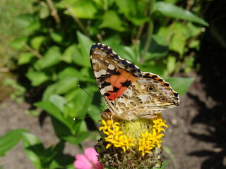 The painted lady (Vanessa cardui) on a zinnia flower.