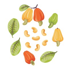 Cashew fruits with leaf and cashew nut 